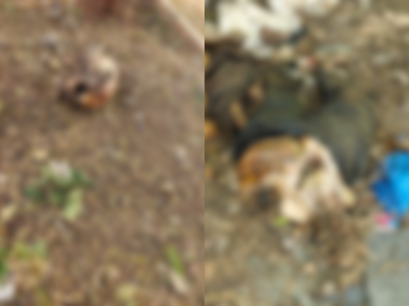 Pune Crime: Yerwada Police Recover Body Devoured By Dogs, Probe On