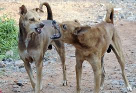 Pune Shocker: 2 Year Old Girl Seriously Injured In Stray Dog Attack